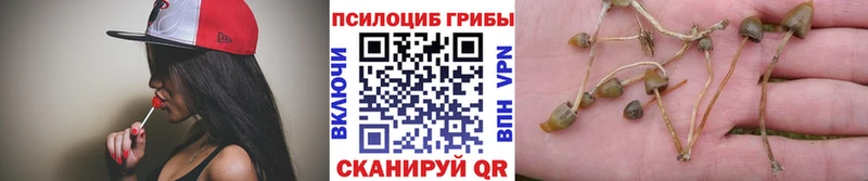 Галлюциногенные грибы мицелий  хочу   Новотитаровская 